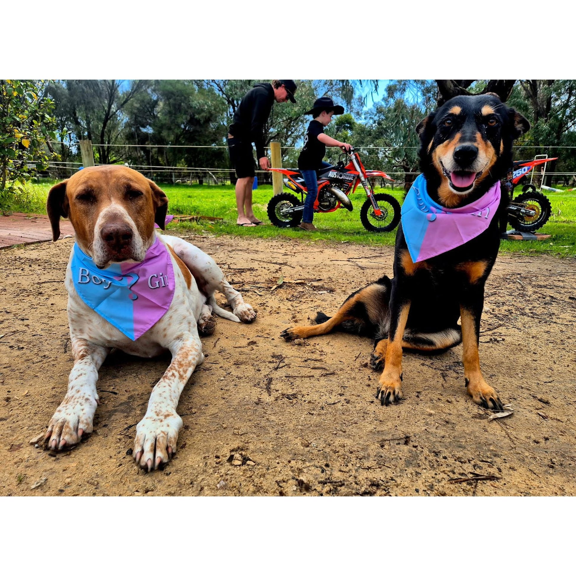 Gender Reveal Party Pet Bandana - Perth Gender Reveals